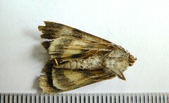 Catocala sordida