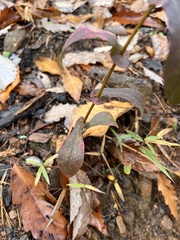 Symphyotrichum phlogifolium