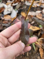 Symphyotrichum phlogifolium