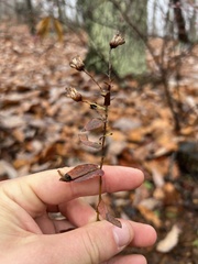Symphyotrichum phlogifolium