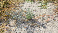 Psorothamnus emoryi emoryi