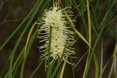 Grevillea parallela