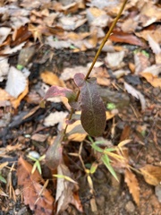 Symphyotrichum phlogifolium
