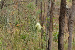 Grevillea parallela