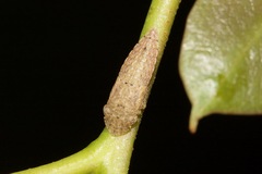 Stenocotini