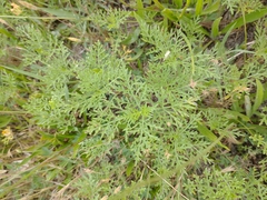 Ambrosia tenuifolia
