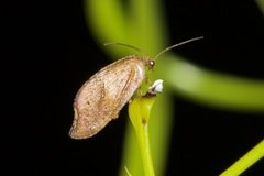 Drepanacra binocula