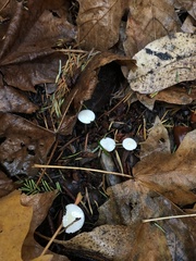 Cuphophyllus virgineus