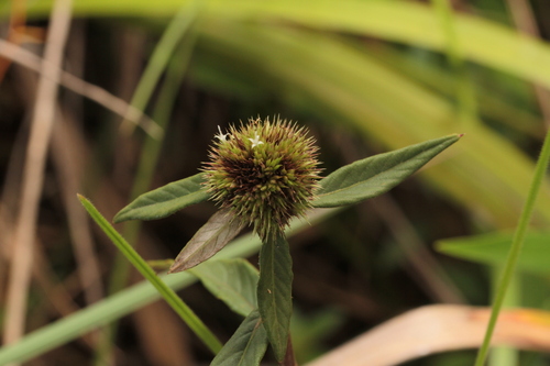 Image of Rolandra fruticosa by (c) Guillaume Delaitre, some rights reserved (CC BY)