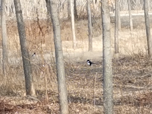 Oriental Magpie