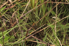 Erythrodiplax maculosa