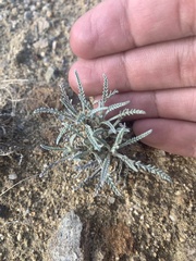Chaenactis douglasii douglasii