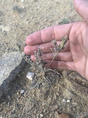 Chaenactis douglasii douglasii