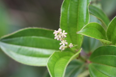 Miconia ciliata