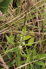 Coutoubea spicata
