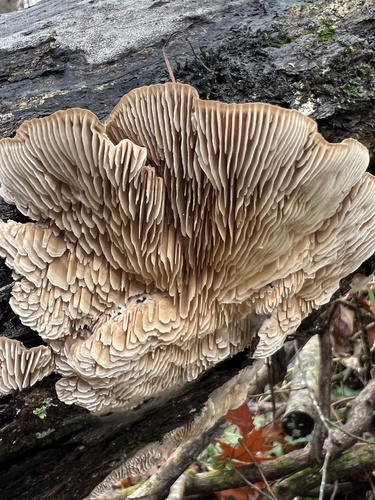 Trametes betulina