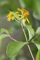 Tilesia baccata