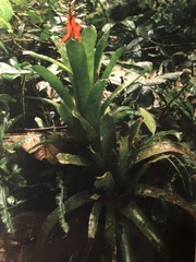 Bromelioideae