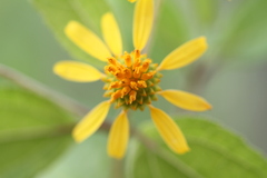 Tilesia baccata