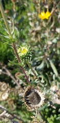 Grindelia camporum