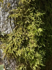 Racopilum cuspidigerum