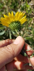 Grindelia camporum