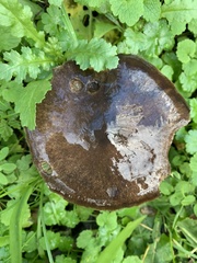 Melanoleuca polioleuca