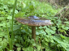 Melanoleuca polioleuca