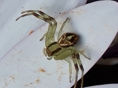 Misumenops