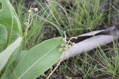 Byrsonima verbascifolia