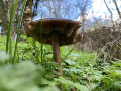 Melanoleuca polioleuca