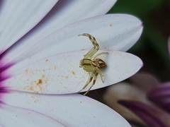 Misumenops
