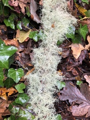 Usnea subfloridana