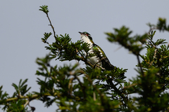 Chrysococcyx caprius