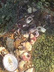 Littorina sitkana