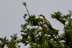 Chrysococcyx caprius