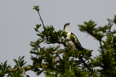 Chrysococcyx caprius