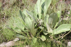 Byrsonima verbascifolia
