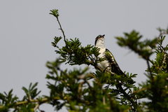 Chrysococcyx caprius