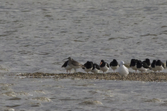 Numenius phaeopus variegatus