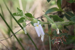 Pombalia calceolaria