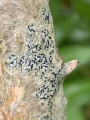 Alyxoria varia