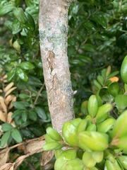 Alyxoria varia