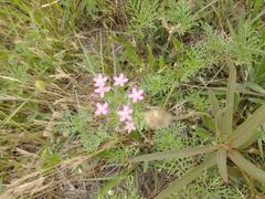 Centaurium pulchellum