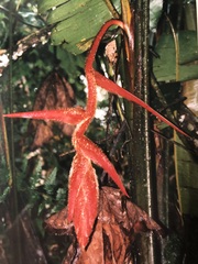 Heliconia
