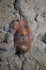 Dendrodoris