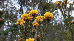 Oxylobium ellipticum