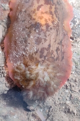 Dendrodoris