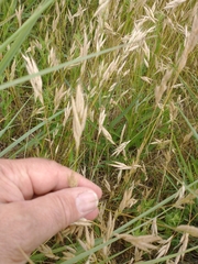 Bromus hordeaceus