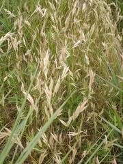 Bromus hordeaceus